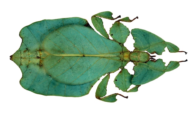 Leaf insect Phyllium pulchrifolium isolated on white. Amazing green large tropical insect. Entomolog