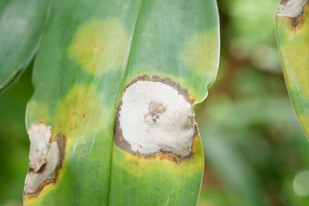 Leaf is damaged by fungal disease