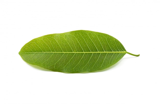 leaf isolated on white background