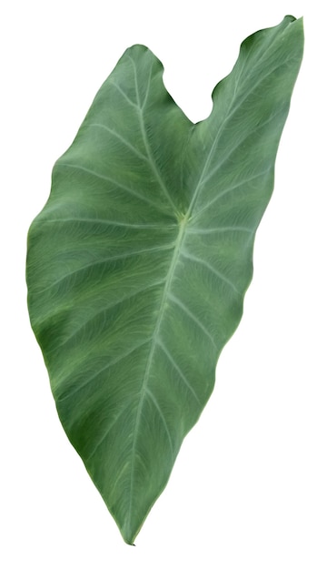 Leaf isolated on a white space with clipping path.