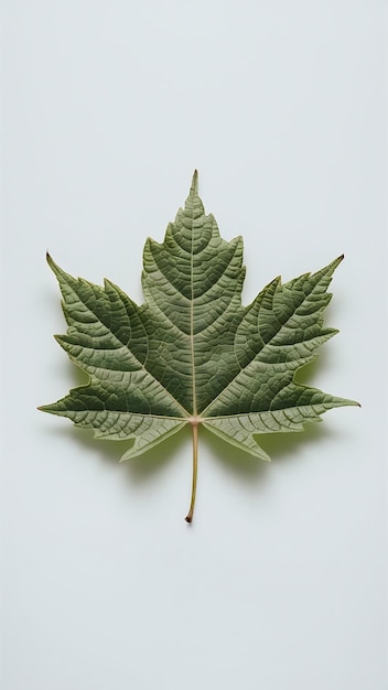 Leaf isolated on white