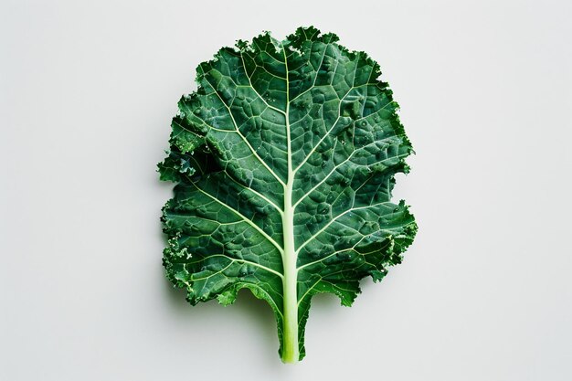 Photo a leaf of a kale