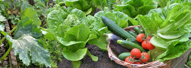 Leaf of lettuce and zucchini plants with a basket full of fresh vegetables in garden