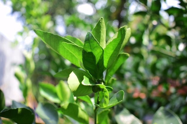 Leaf Lime