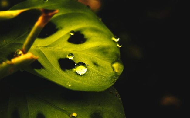 Leaf macro shot Nature background