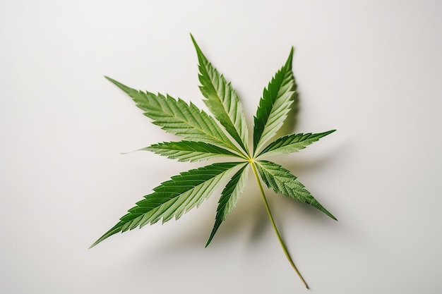 A leaf of a marijuana leaf on a white background