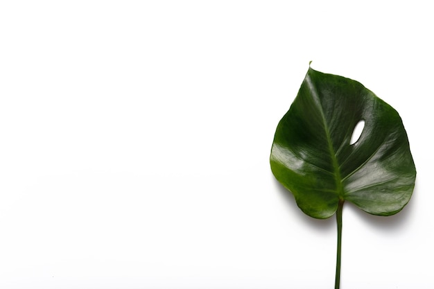 Leaf of Monstera plant isolated on white background.