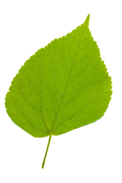 Photo leaf ofl lme tree in detail