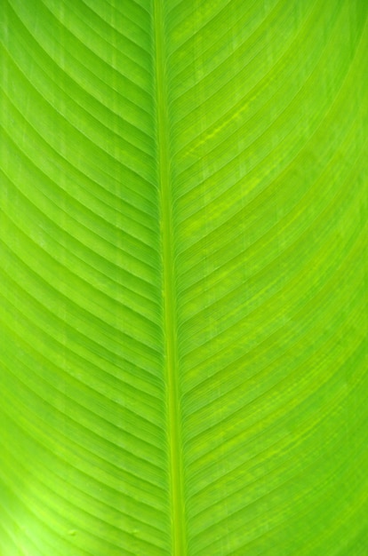 Leaf of a plant close up