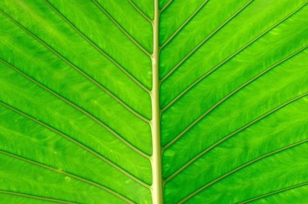 Leaf of a plant close up