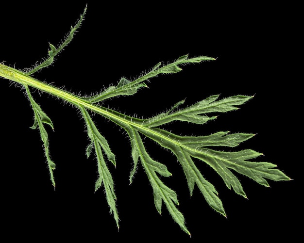 Leaf of poppy lat Papaver isolated on black background