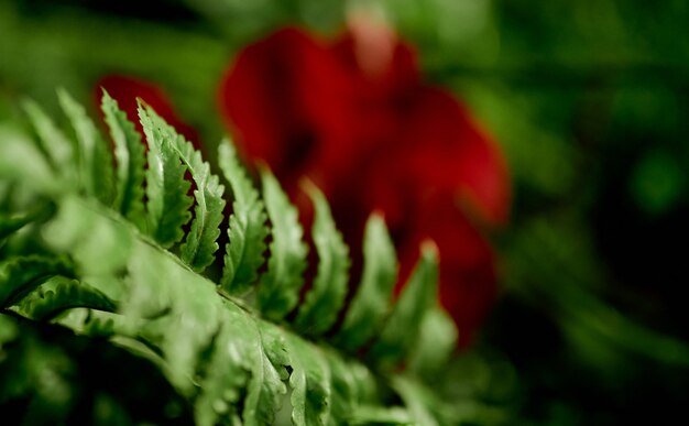 Leaf of pure green fern coarsely with a blurred red flower against the background. High quality photo