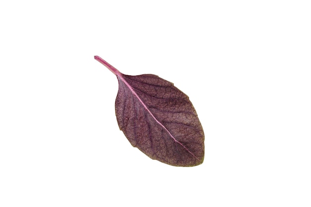 Leaf of Purple basil Fresh violet basil isolated on white background clipping path