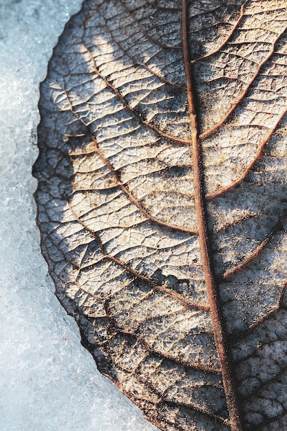 Leaf in snow