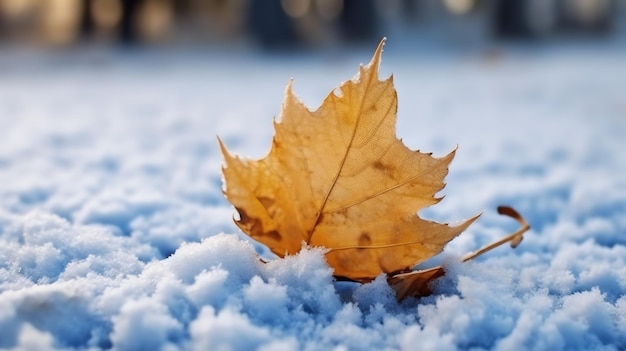 A leaf in the snow