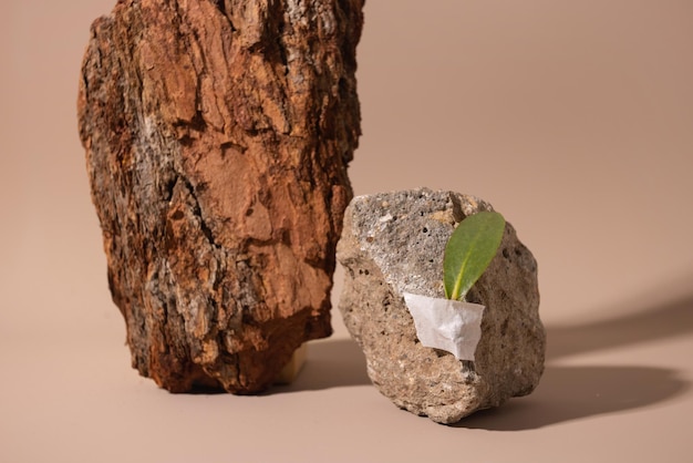 Leaf and stone on beige background close up poster minimal floral plant concept still life