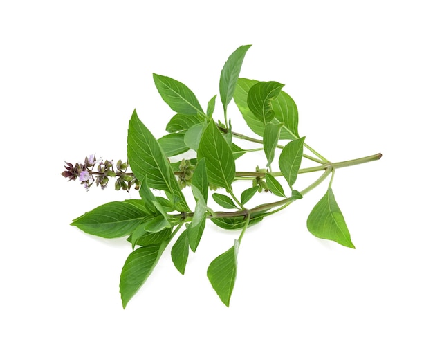 Leaf Sweet Basil isolated on white background