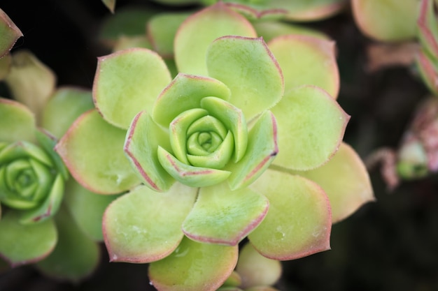 Leaf texture of Aeonium Kiwi or Aeonium haworthii Natural background Closeup to insert text