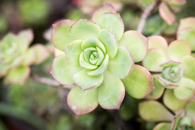 Leaf texture of Aeonium Kiwi or Aeonium haworthii Natural background Closeup to insert text