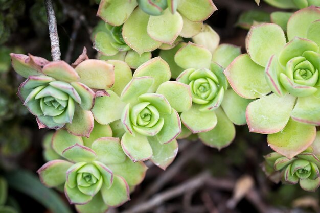 Leaf texture of Aeonium Kiwi or Aeonium haworthii Natural background Closeup to insert text