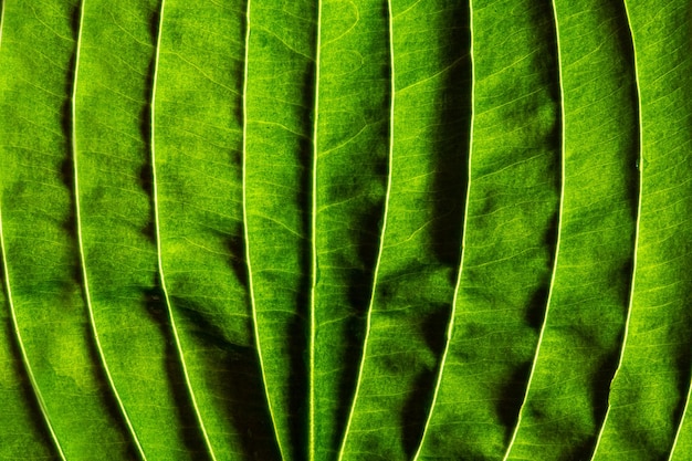 Leaf texture close up Bright veins with shades on sides