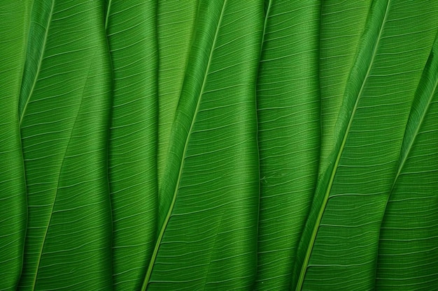 Leaf Texture Images background and copy space