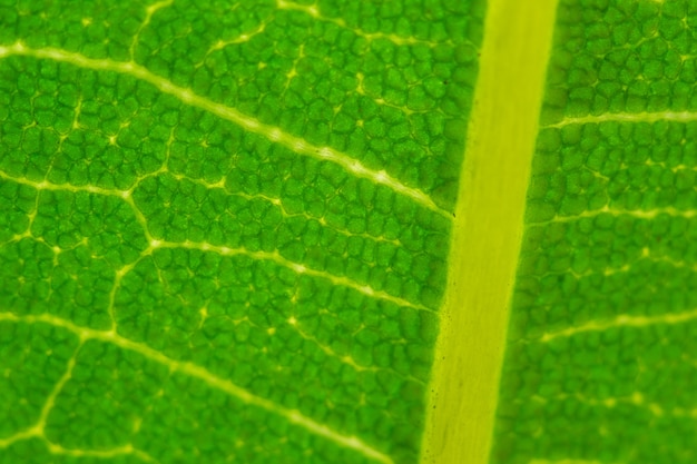 Leaf texture, macro