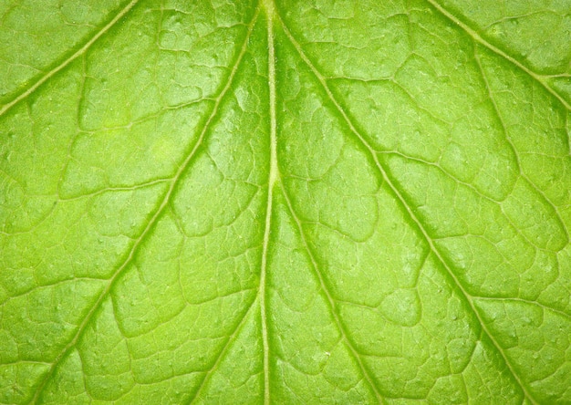 Leaf texture