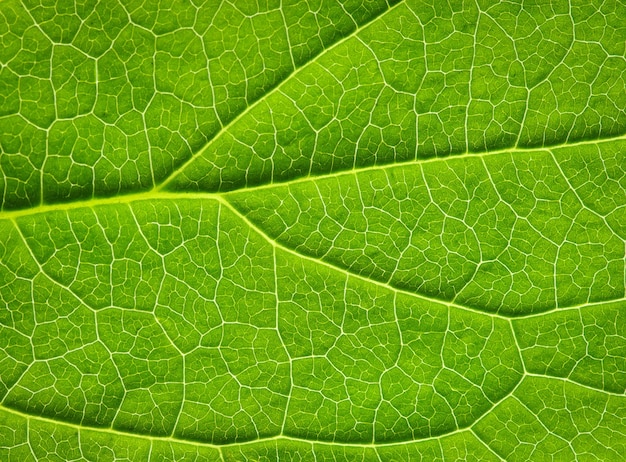 Leaf texture