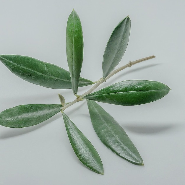 Photo a leaf that has been sprouting from a plant