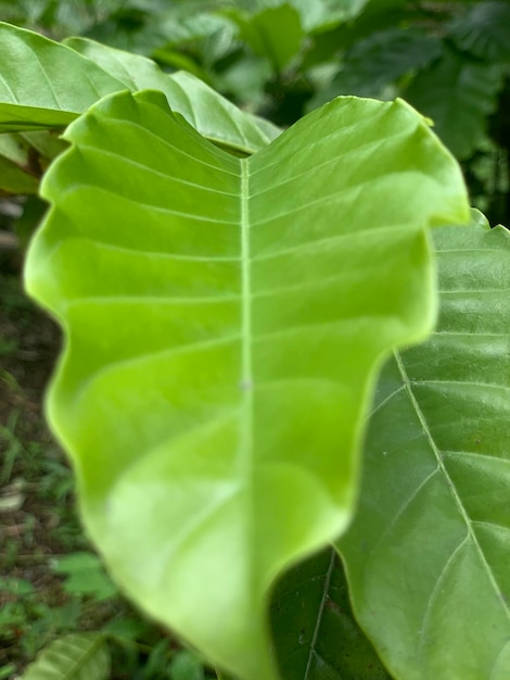 A leaf that has a heart shape on it