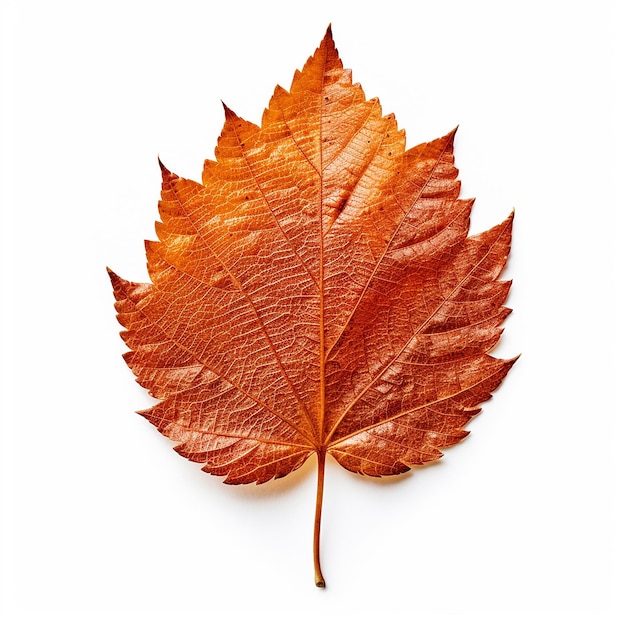 A leaf that has the word autumn on it