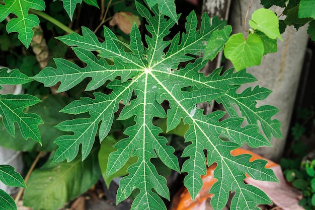 A leaf that has the word fig on it