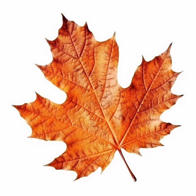 A leaf that has the word maple on it