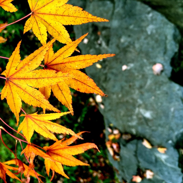 A leaf that is orange and yellow with the word maple on it