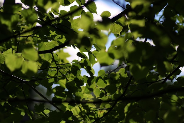 Leaf tree background backlight sunlight