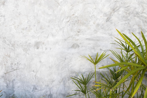 leaf tree beside cement walls at home