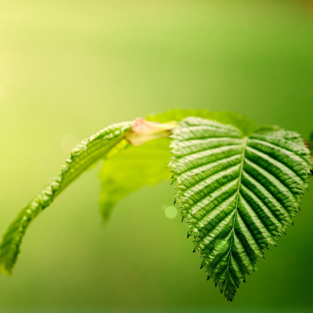 Leaf on a tree in the forest.  nature green wood sunlight surfaces. spring, summer