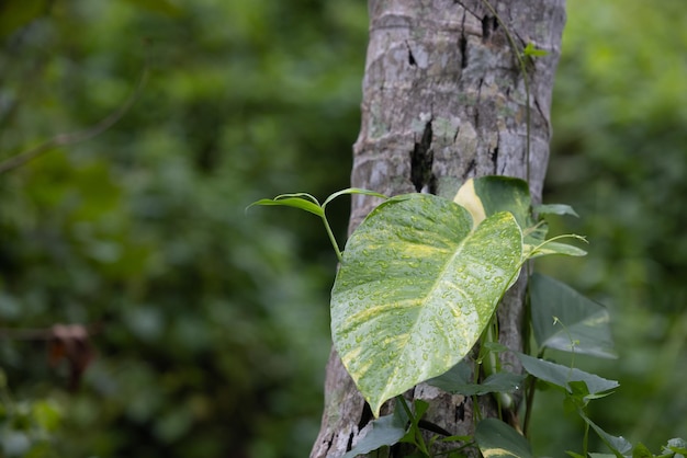 A leaf on a tree is growing on a tree trunk.