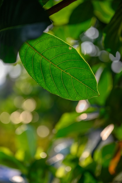 Leaf of tree with bokeh background. 