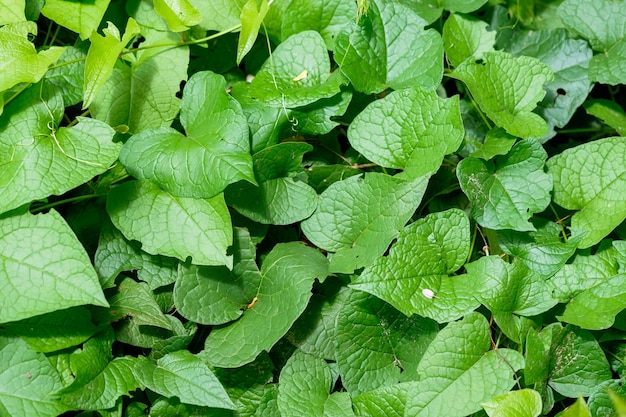 Leaf verdant natural pattern