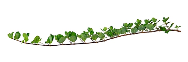 Leaf vine isolates on a white background