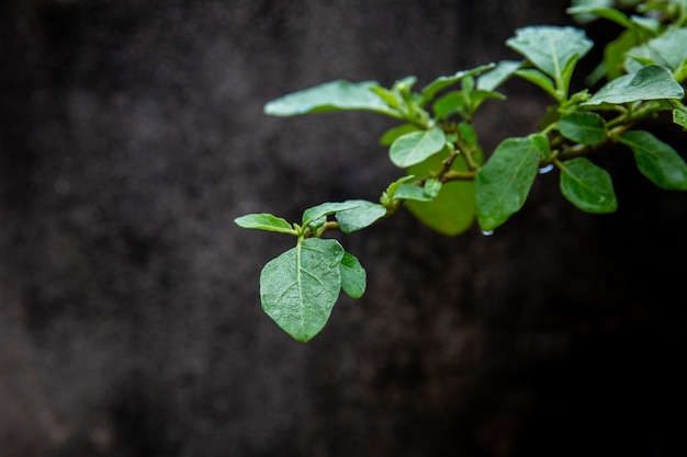 leaf wet after rain