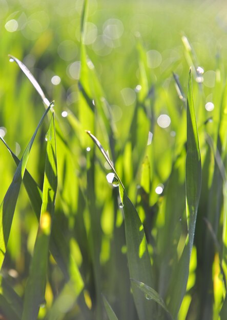 Leaf wheat covered by dew