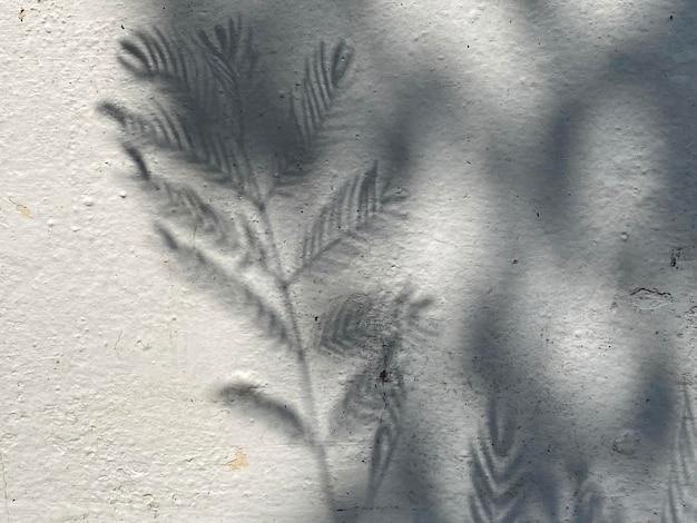 A leaf on a white wall with the shadow of leaves on it.