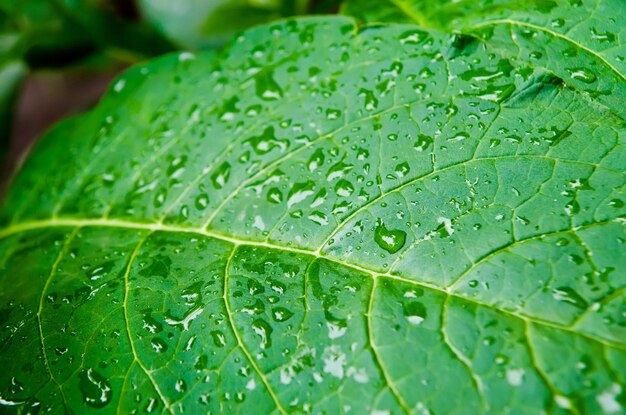 Leaf with drops