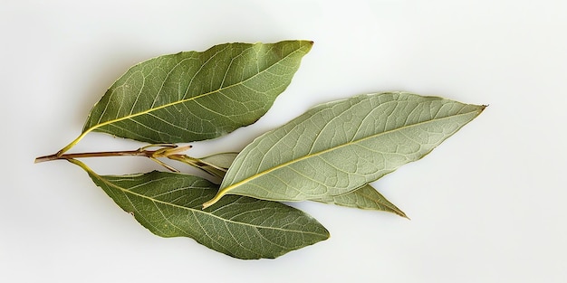 Photo a leaf with a flower on it sits on a white background