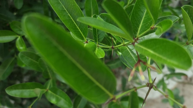 A leaf with a small green leaf on it