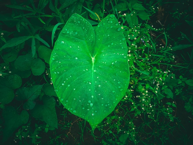 A leaf with water droplets on it is covered in raindrops.