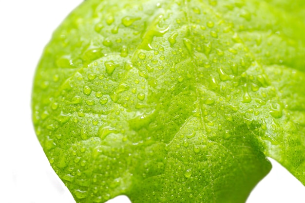 Leaf with water drops Fresh leaf with dew Leaf on white background MacroCloseup drops